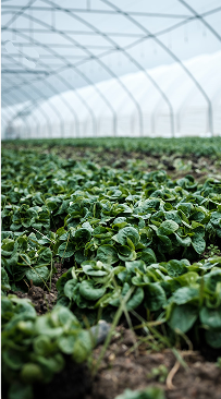 Agriculture